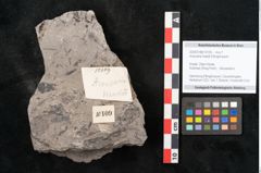Foto (Objekt + Etikett) von Araucaria haastii Ettingshausen (NHMW-GEO-2024-0188-10109)